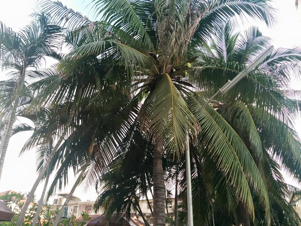 Паттайя: пальма у кондоминиума